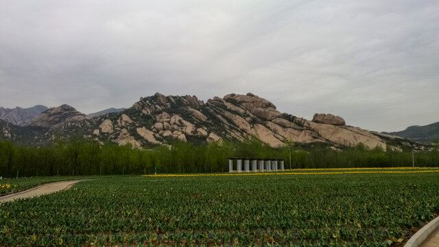 郁金香花海嵖岈山