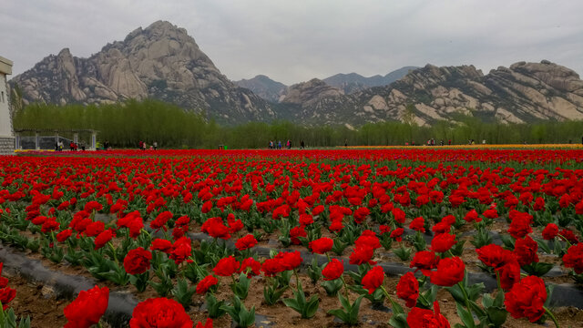 郁金香花海山景