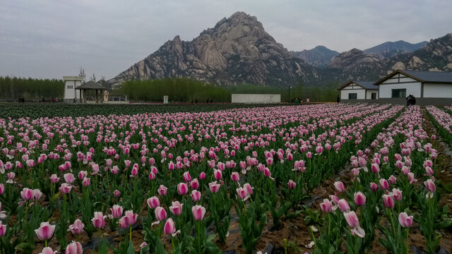 郁金香花海山景