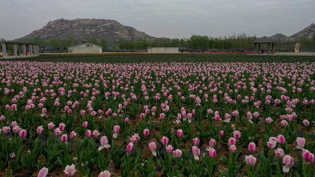 郁金香花海山景