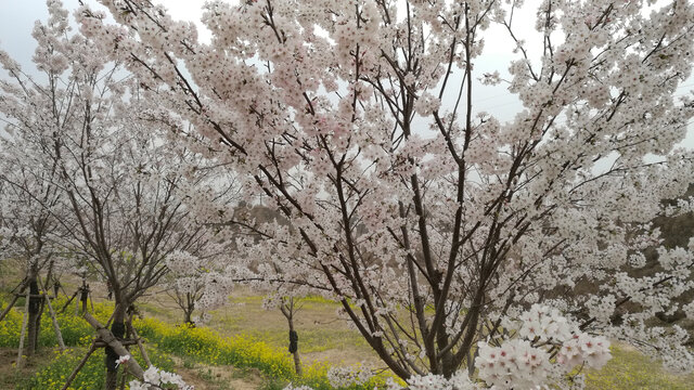 油菜梨花