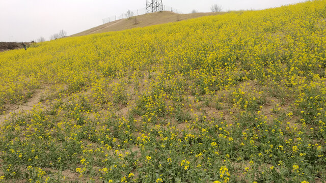 油菜花满山坡