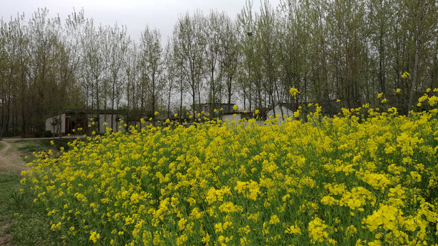 油菜花乡村