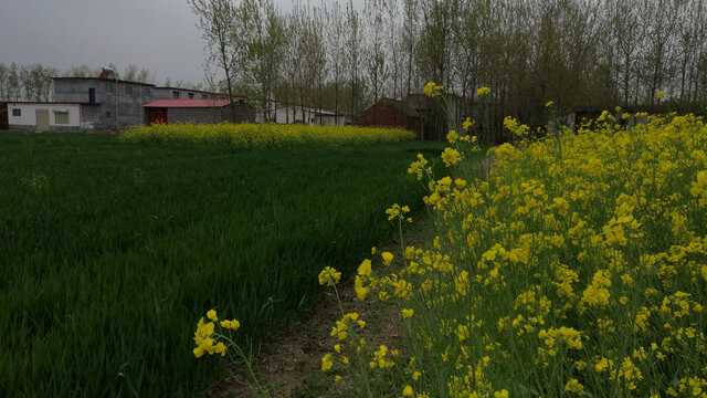 油菜花乡村