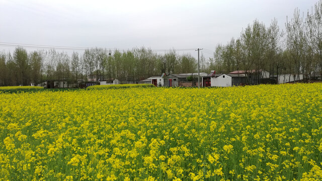 油菜花乡村