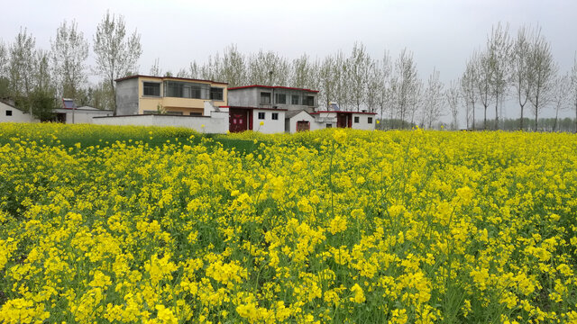 油菜花乡村