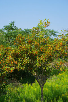 桂花树