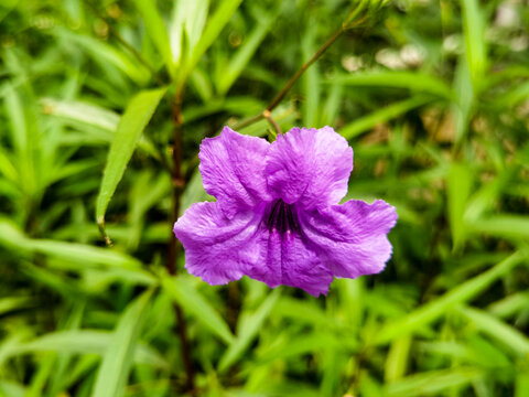 紫色花朵