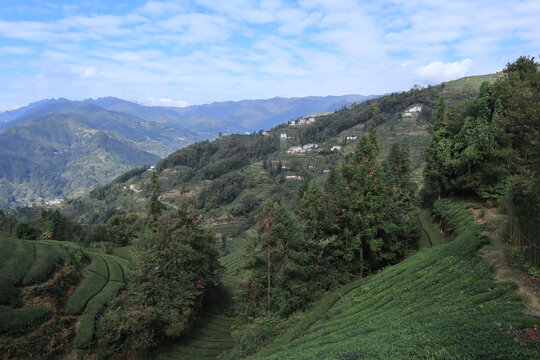 茶山