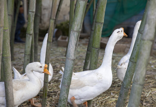 农家烧大鹅