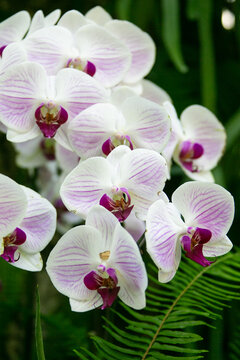 白紫色蝴蝶兰