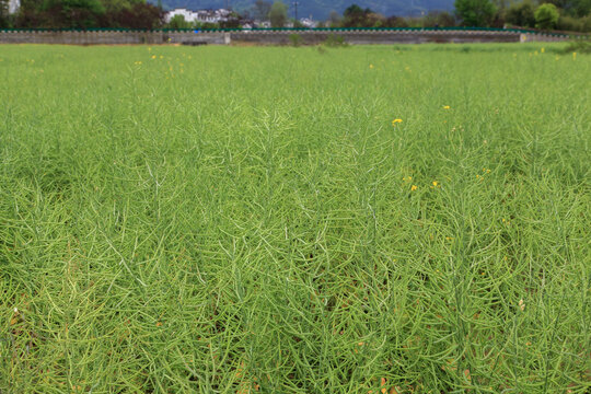 油菜种植