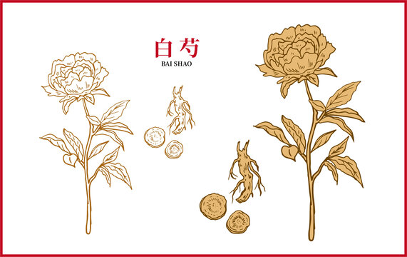 白芍