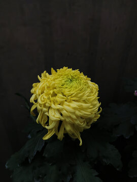 大朵黄色菊花