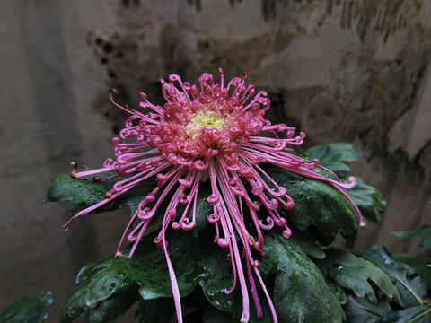 紫红菊花