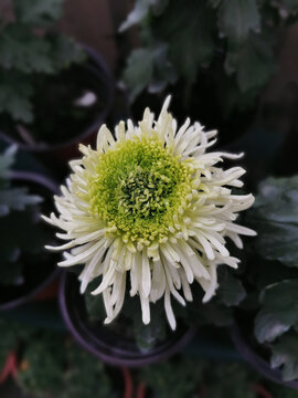 白绿色菊花