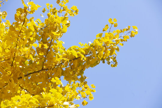 黄色银杏树枝叶