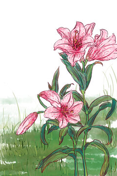 國風(fēng)花卉植物背景插畫百合