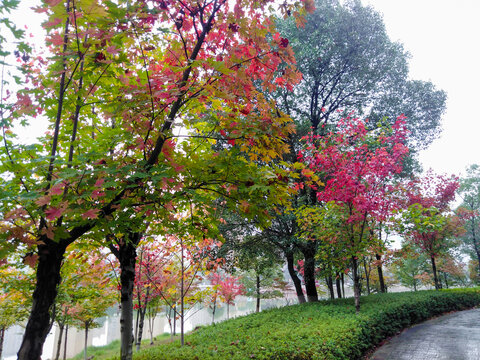秋天公园枫树
