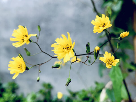 小野菊