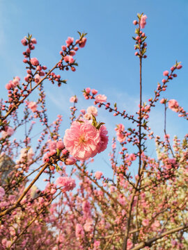 桃花春天花开