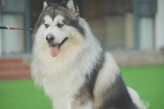 雪橇阿拉斯加犬