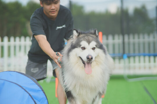 雪橇阿拉斯加犬