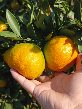 黄沙坞橘子