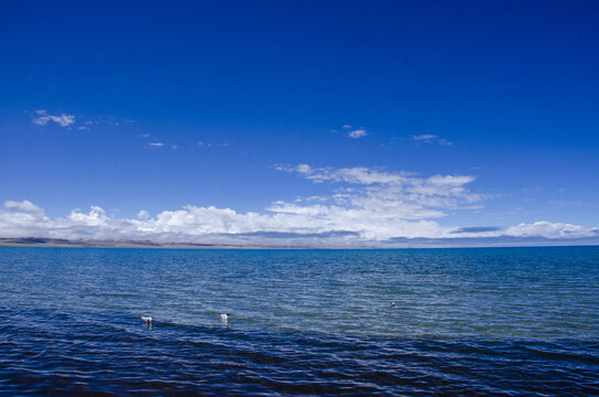 纳木措湖上的海鸥
