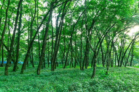 阳光森林全景