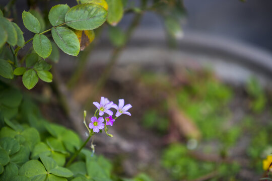 红花酢浆草