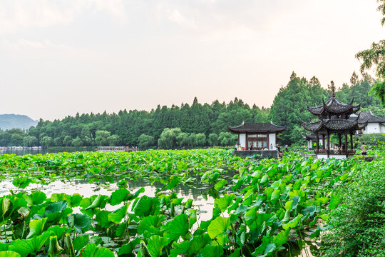 曲院风荷