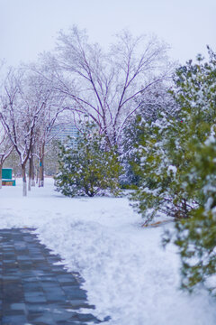 雪景