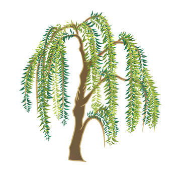 國風(fēng)植物花卉元素柳樹