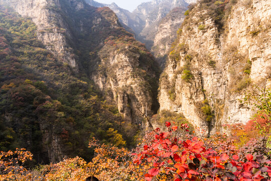 秋季登山赏红叶看满山红叶美景