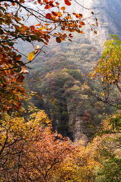 秋季登山赏红叶看满山红叶美景