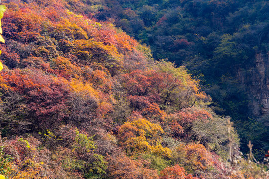 秋季登山赏红叶看满山红叶美景