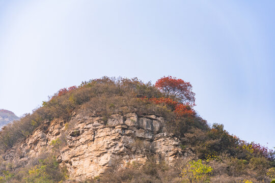 秋季登山赏红叶看满山红叶美景