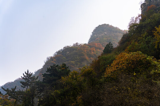 秋季登山赏红叶看满山红叶美景