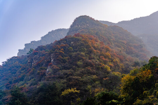 秋季登山赏红叶看满山红叶美景