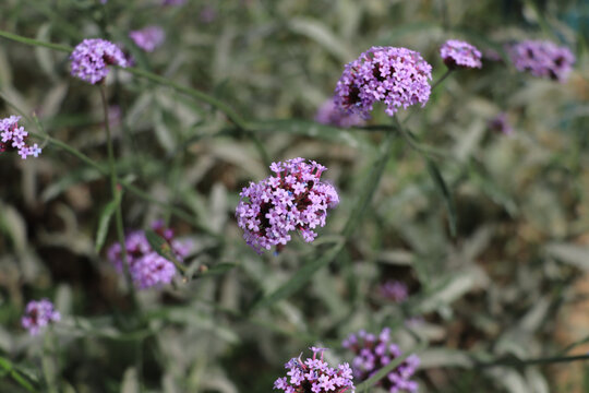 马鞭草花开