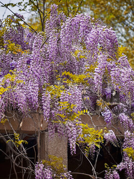 春日紫藤花卉摄影