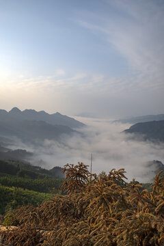 清晨云雾山景