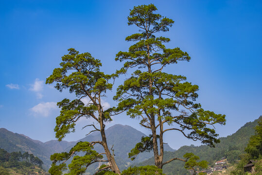 松树