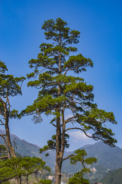 松树