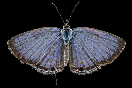 蓝灰蝶标本