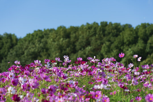 格桑花开