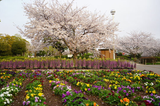 百花園
