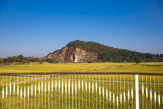 山丘稻田