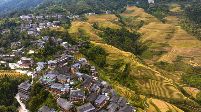 金秋梯田